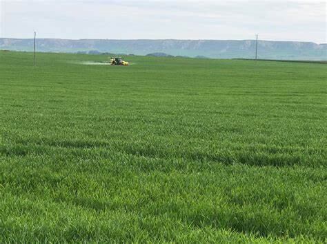 El sindicato UAGA augura una buena cosecha de cereal de invierno en Aragón con rendimientos por encima de la media