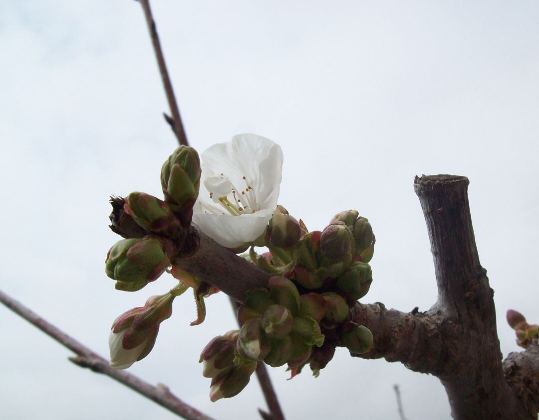 Cerezo muestra una de sus primeras flores 