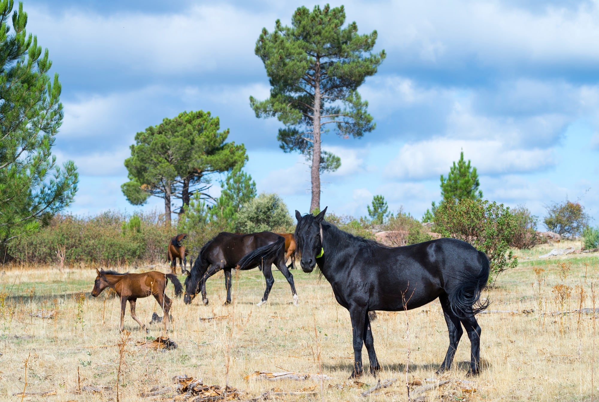 Caballos serranos en la dehesa de Solanillos en Mazarete (Guadalajara), ya reintroducidos dentro del proyecto Sistema Ibérico Sur.