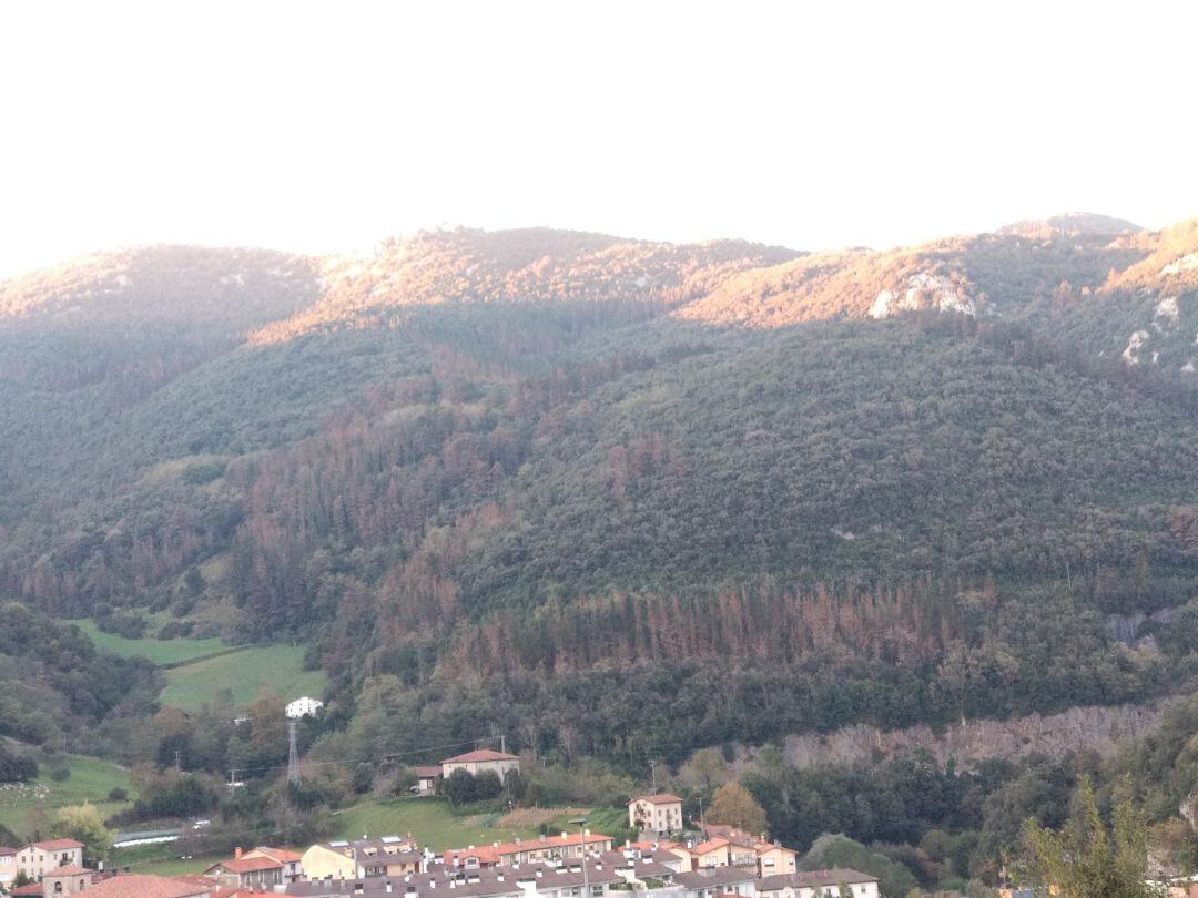 Pinares enfermos incrustados en el ecosistema protegido del encinar