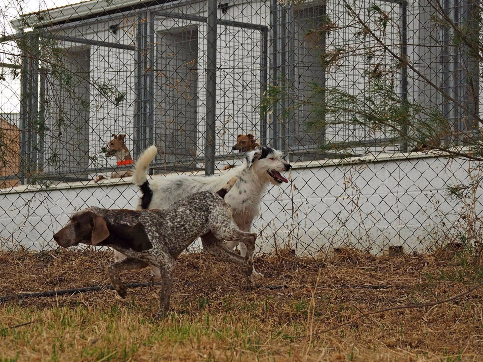 Imagen de archivo de perros en un refugio /Diputación de Huelva