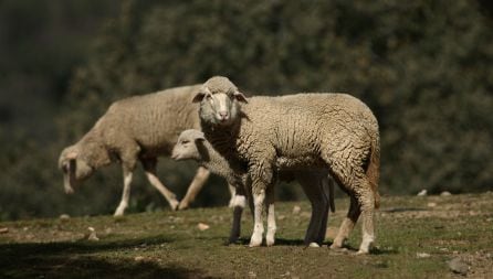 Tres corderos ecol&oacute;gicos.