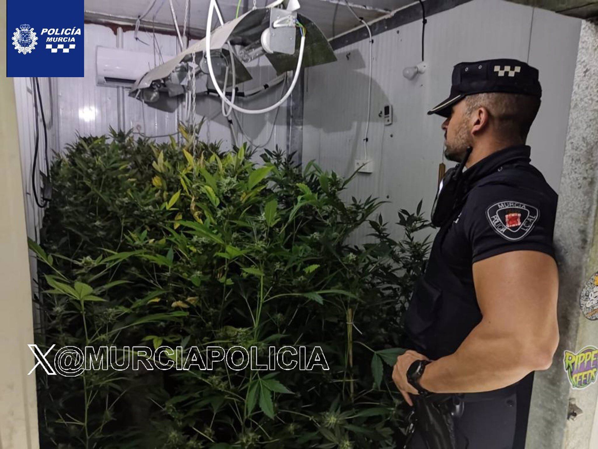 Detenido por cultivar 577 plantas de marihuana en una nave de Puebla de Soto, en Murcia