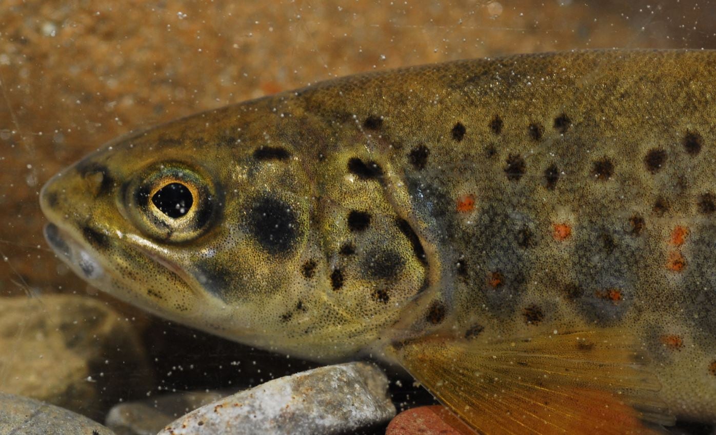 Imagen de archivo de una trucha, especie habitual en los lagos de los Pirineos introducida por el ser humano.