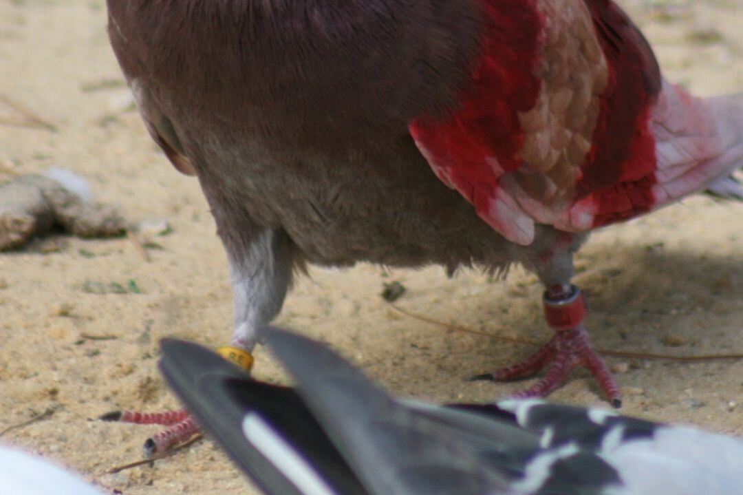 La Guardia Civil detiene al presidente de la Federación de Colimbicutura.