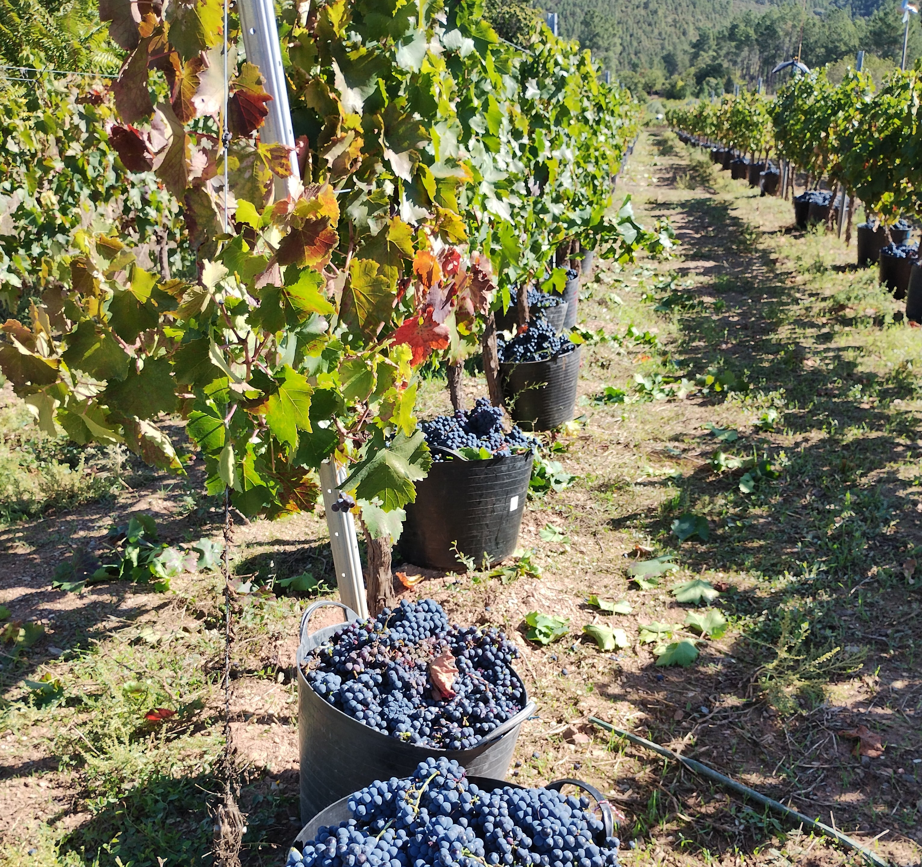 La vendimia, a punto de terminar en el Bierzo