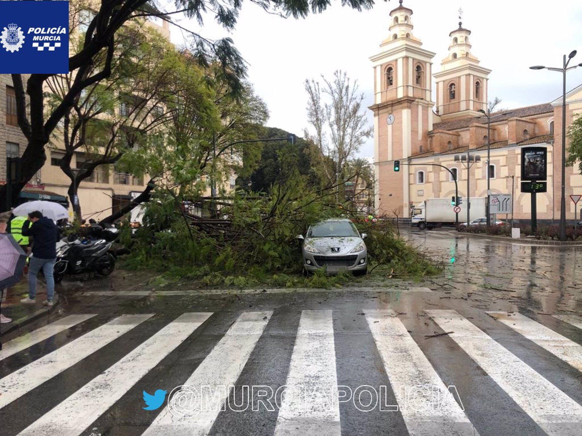 La lluvia derriba un árbol de gran porte en el barrio del Carmen de Murcia