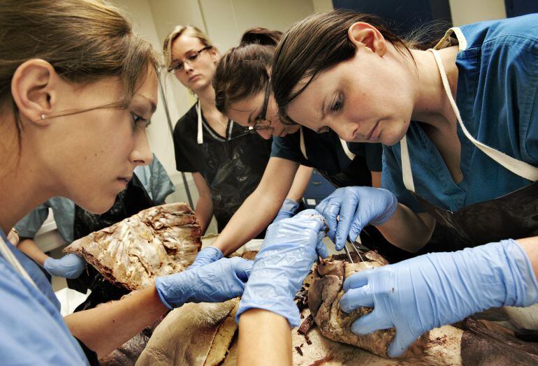 Estudiants de medicina manipulen un cor que han extret d'un cadaver