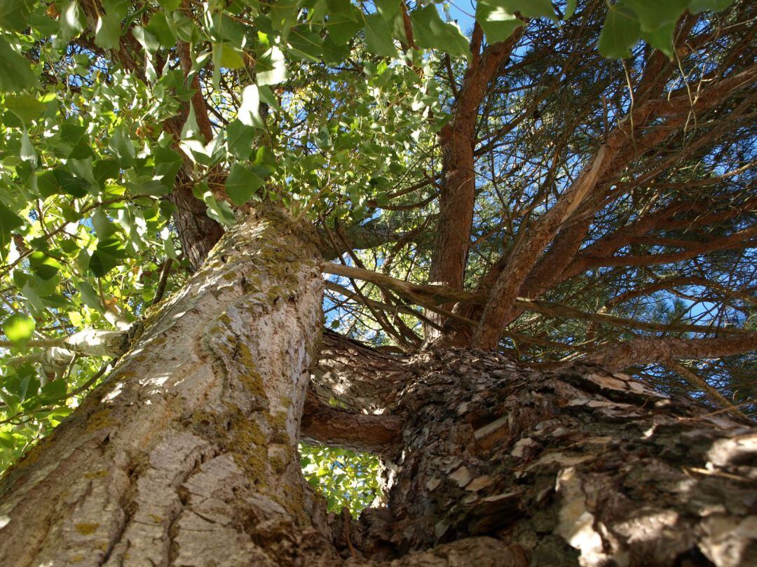 Pinochopo, un pino y un chopo unidos convirtiéndose en uno sólo, uno de los árboles singulares de la Ribera del Duero