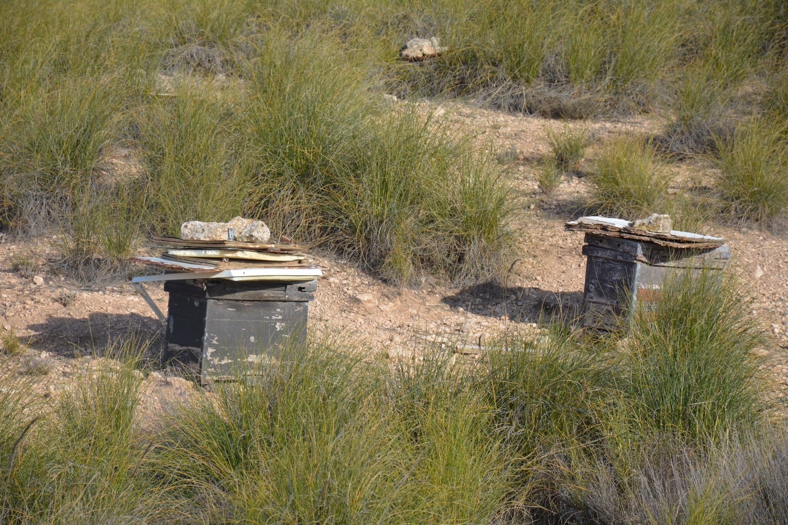 Apicultura en el Cerro del Carro, montaña situada en la pedanía de los Royos (Caravaca de la Cruz)