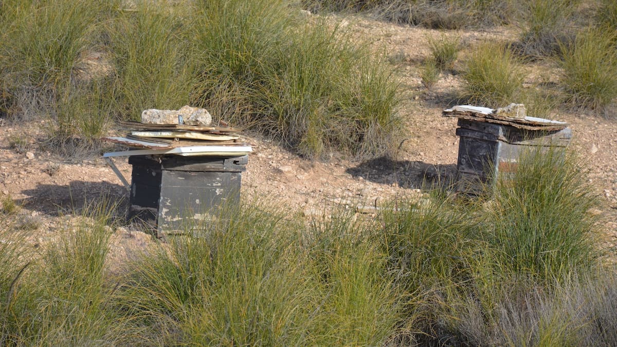 Medio Ambiente abre los montes públicos a los apicultores para favorecer la biodiversidad