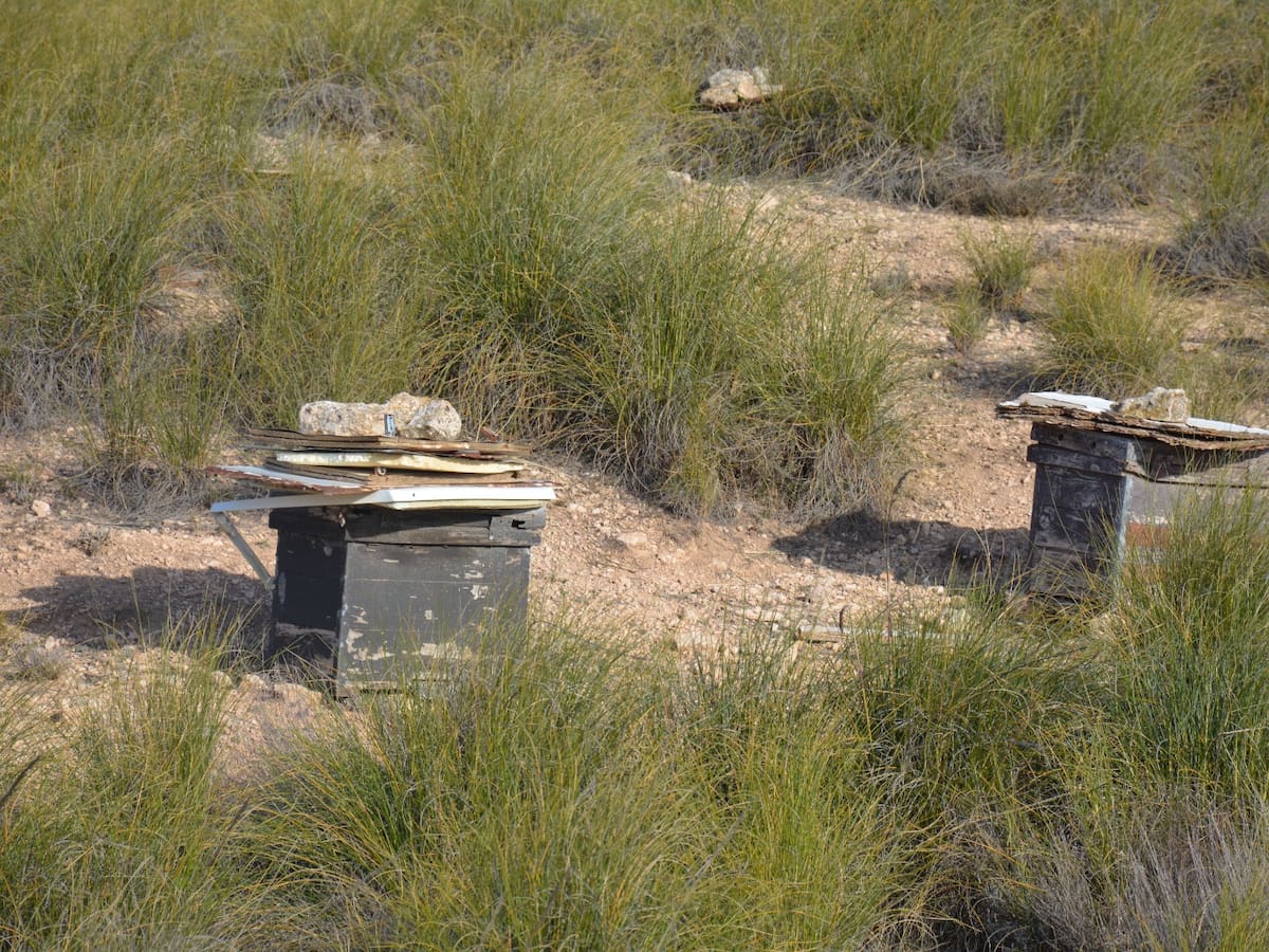 Medio Ambiente abre los montes públicos a los apicultores para favorecer la biodiversidad
