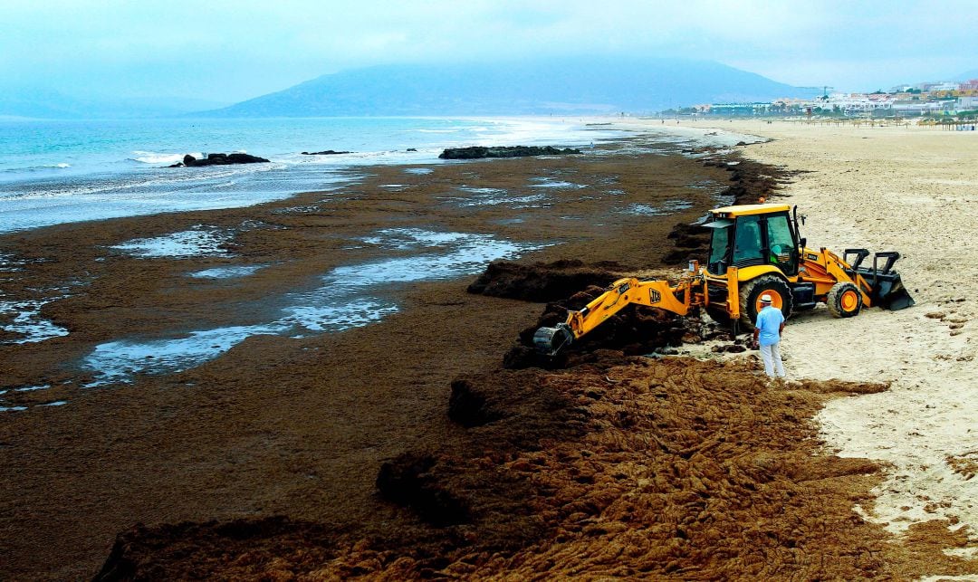 El alga invasora en la costa de Cádiz