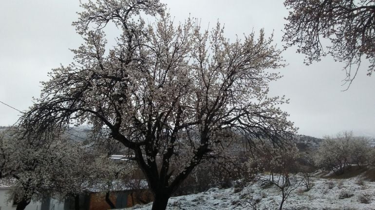 Un almendro en flor en Nerpio, lugar donde se ha alcanzado la temperatura más baja del invierno en Castilla-la Mancha