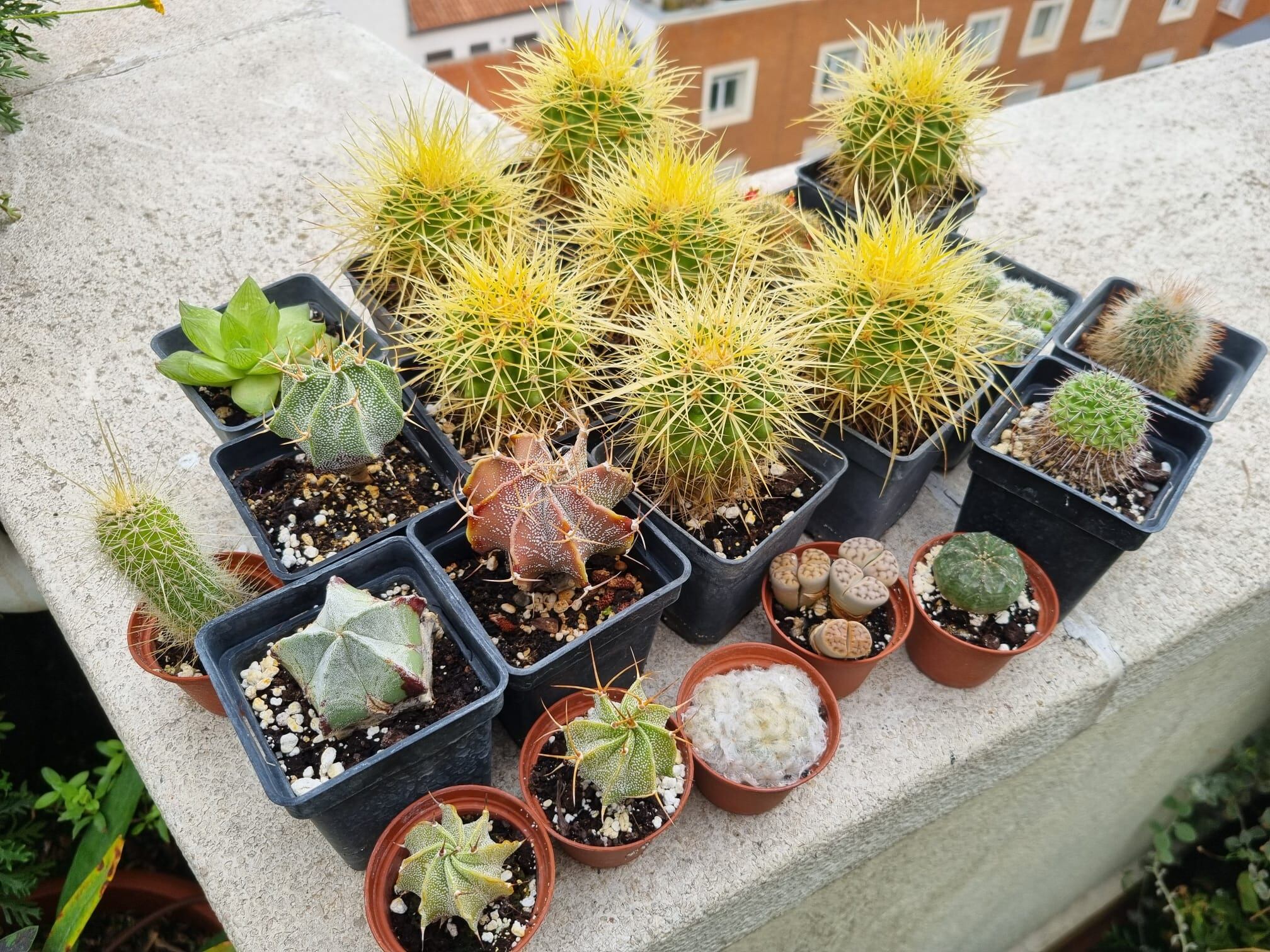 Los cactus, en la terraza de la SER.