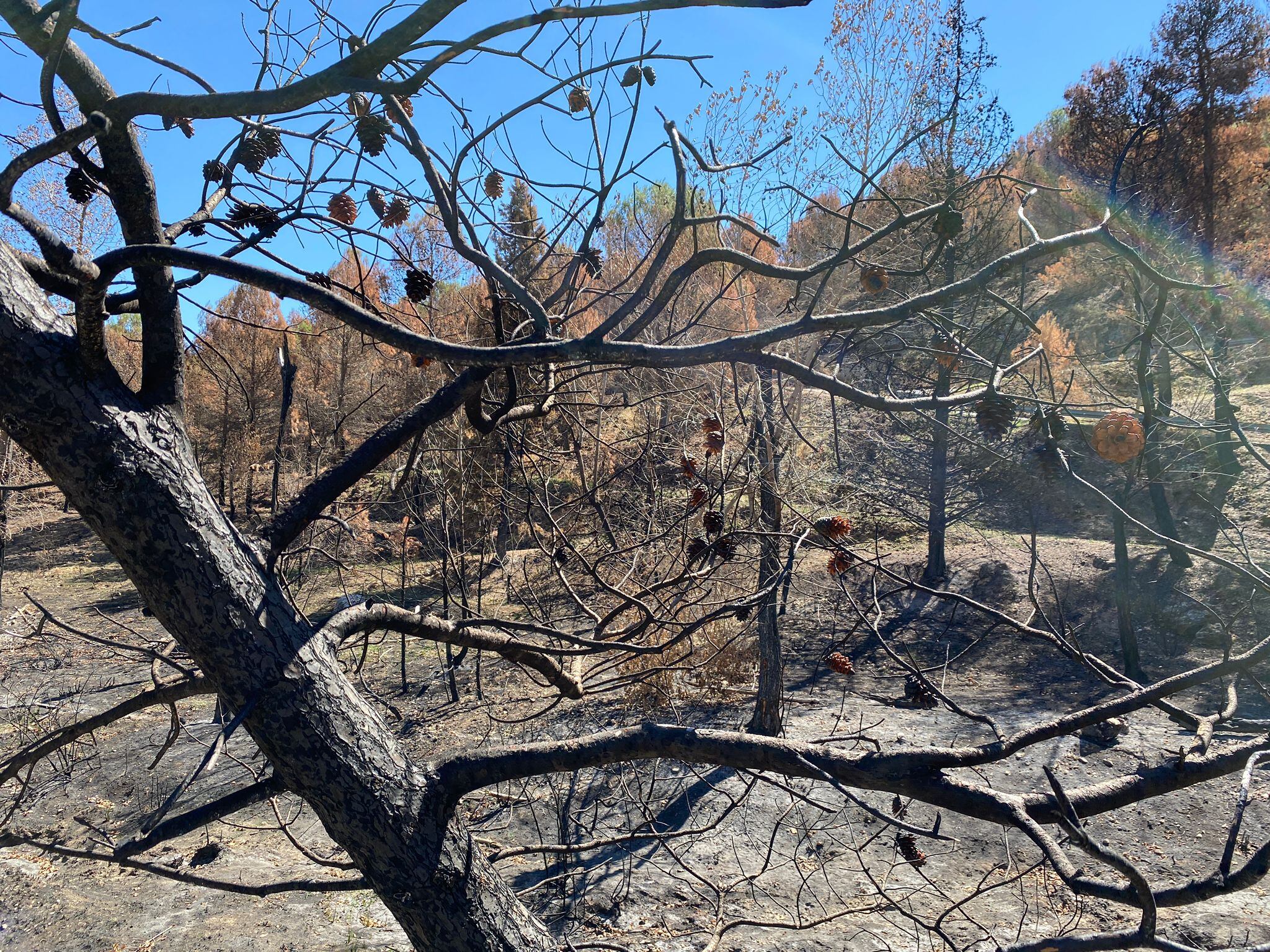 El incendio de Vall d&#039;Ebo, al norte de Alicante, ha quemado 10.857 hectáreas de bosque y así está la zona un mes después del incendio.