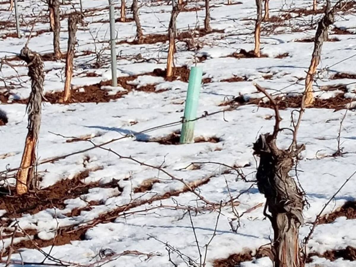 Agricultor de Los Hinojosos: "Estoy desesperado, tienen que ayudarnos"