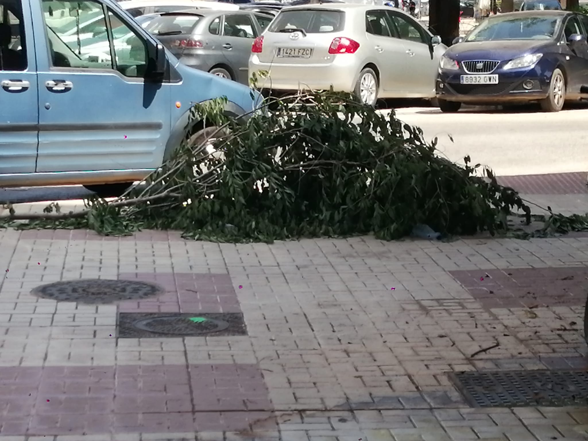 Árbol caído en la calle Gregorio de Diego de la barriada malagueña