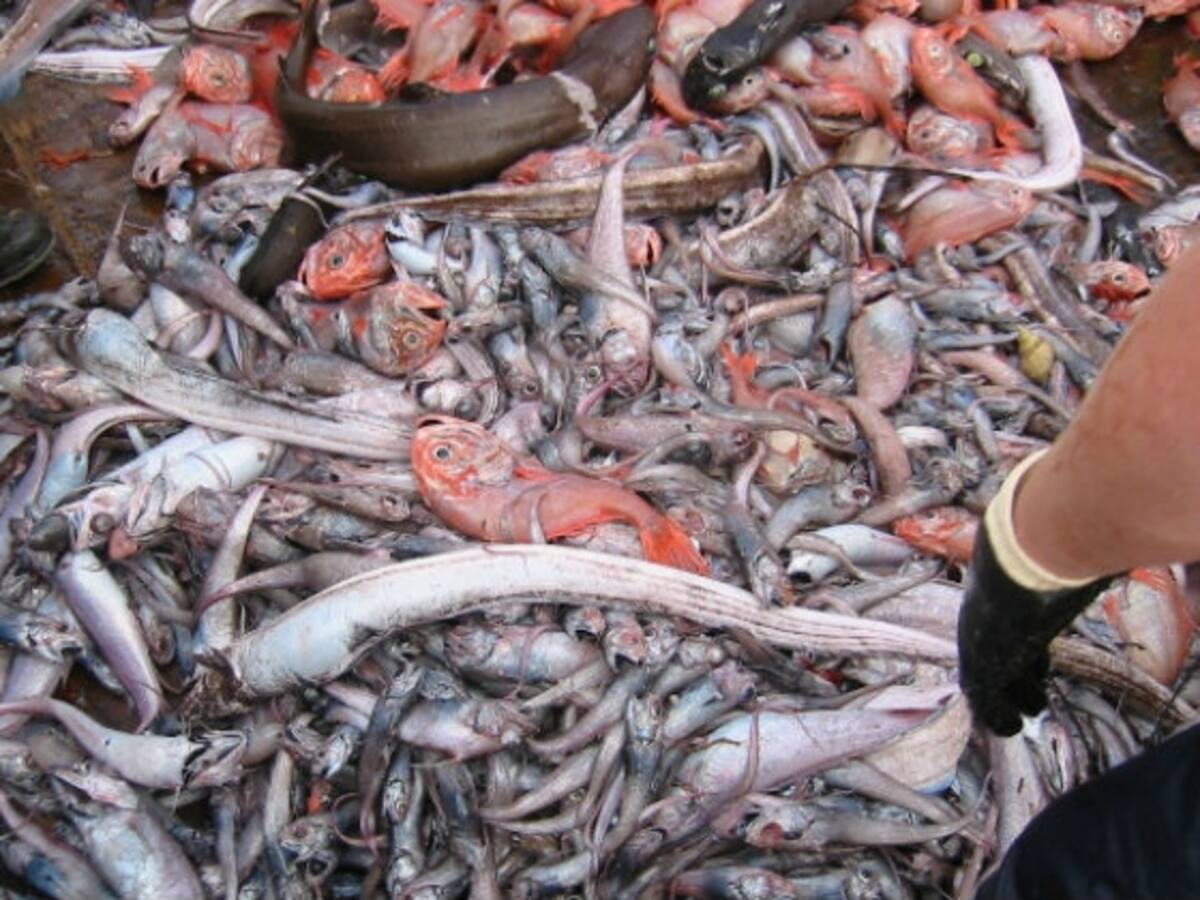 Aquí no se tira ni un pez