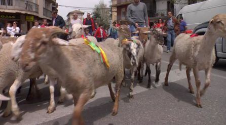 Los borregos son conducidos por las principales plazas de Cazorla ante el asombro de quienes no conocen esta tradición