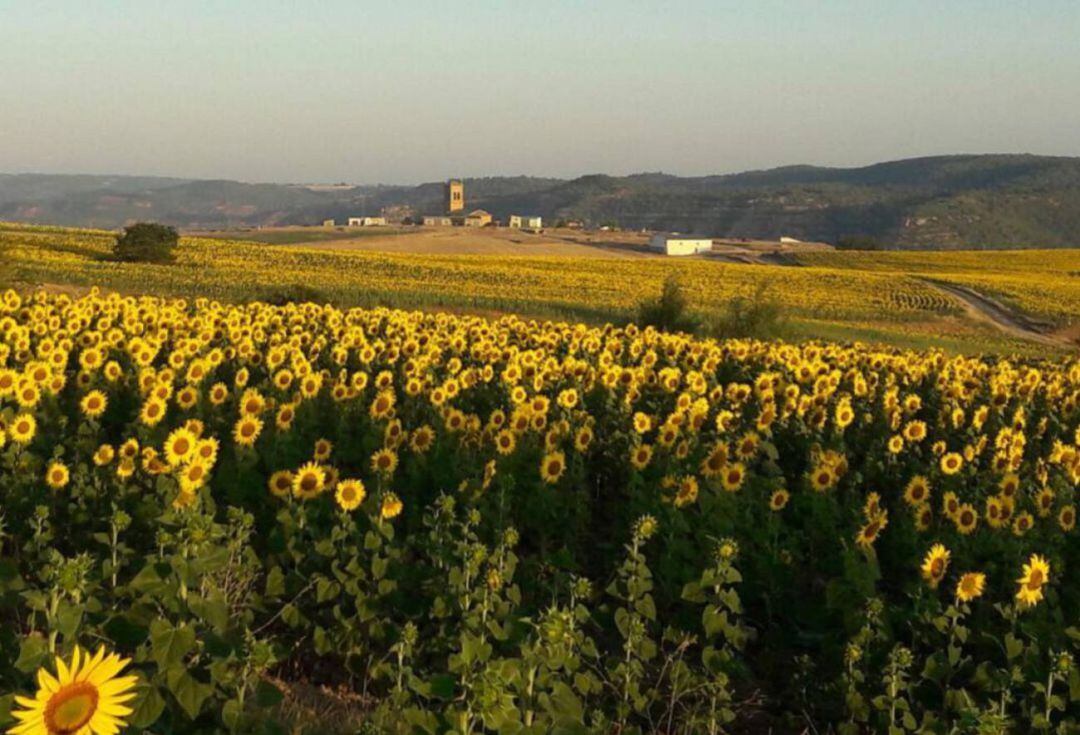 Campo de girasoles