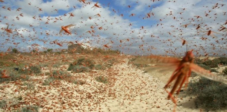 Las plagas de langosta aún siguen produciéndose en distintos lugares del mundo con efectos devastadores. En la imagen, plaga de langosta sobre Corralejo, en Fuerteventura, en la primavera de 2016.