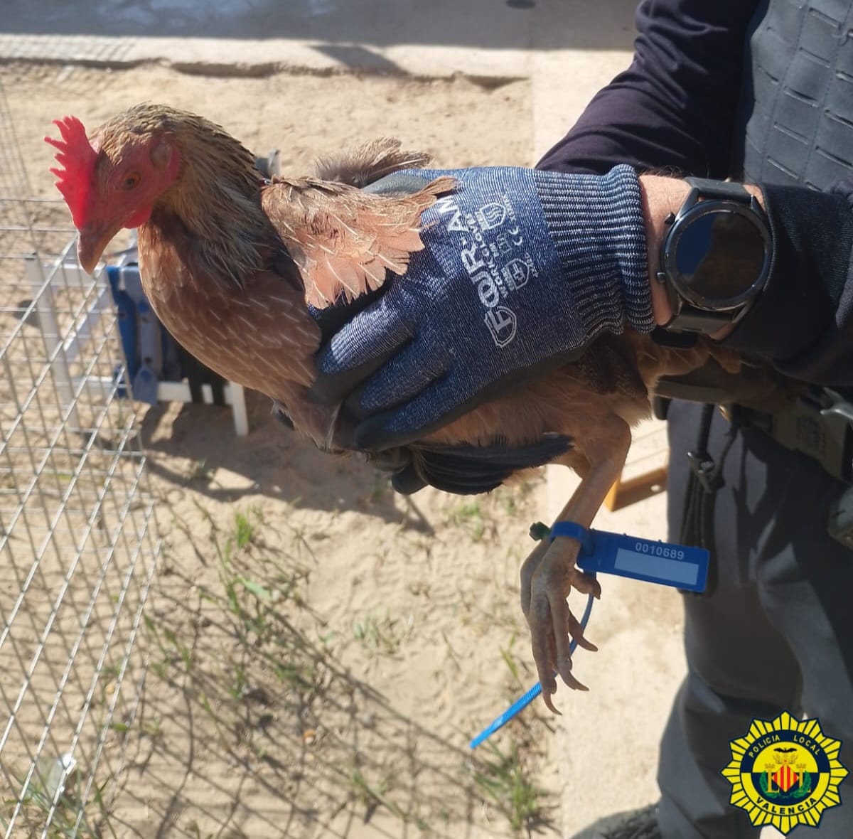 Uno de los gallos de pelea interceptados por la Policía Local en unas instalaciones de La Punta