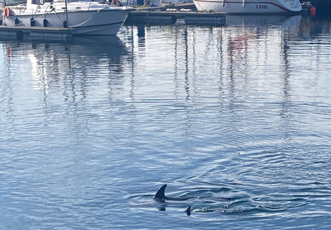 Delfines en La Marina