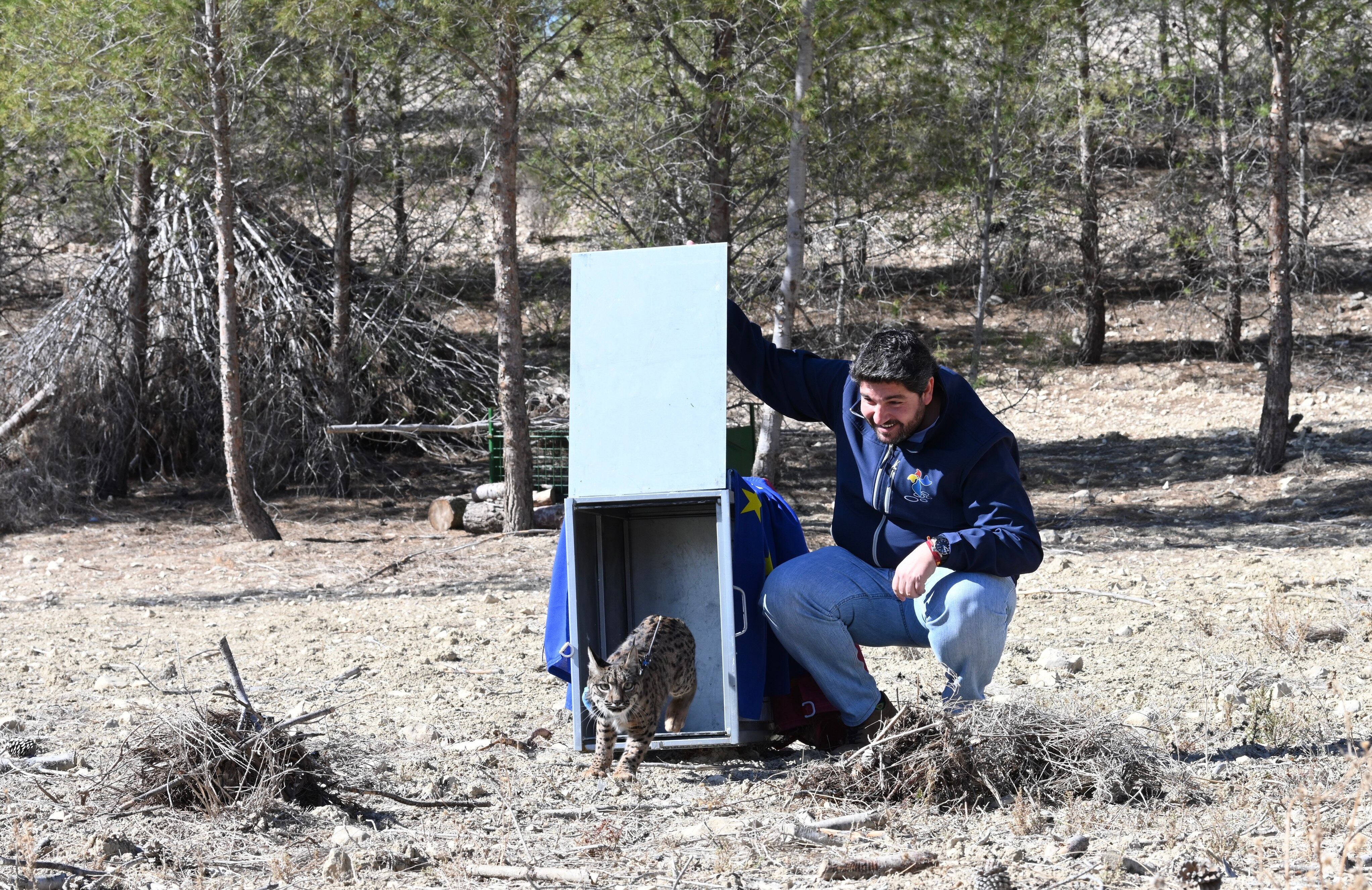 El presidente de la Región de Murcia, Fernando López Miras, junto al consejero de medio ambiente, Juan María Vázquez Rojas, asisten a la liberación de un lince en Zarcilla de Ramos en Lorca