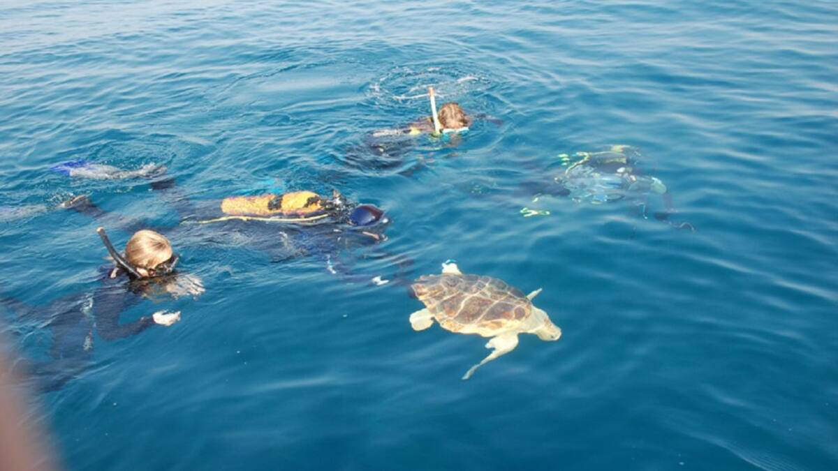 '¡Caretta a la Vista!' en aguas de la Región de Murcia