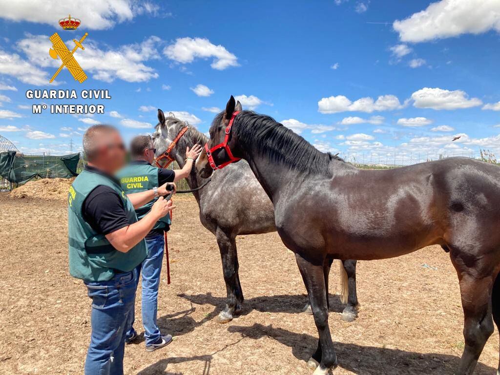 Caballos robados encontrados en una finca de Tordesillas