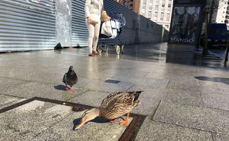 Uno de los patos de la parcela de Rosalía de Castro comiendo un trozo de pan ante una paloma