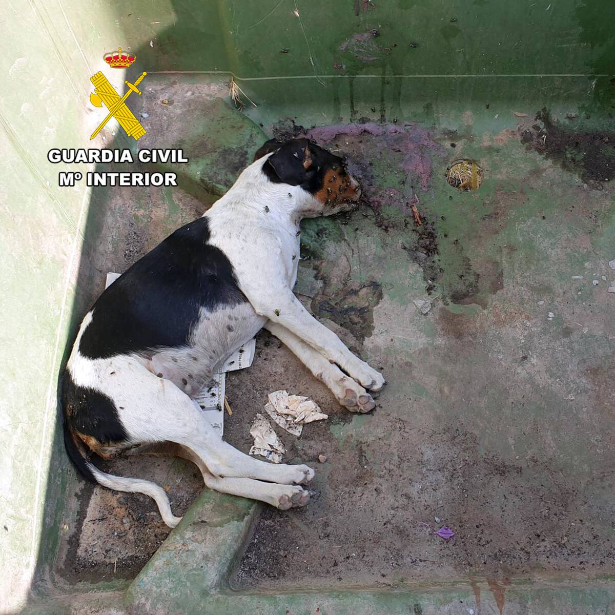 Investigada una vecina de Mazarrón por maltrato animal al hallar varios de sus perros sin vida