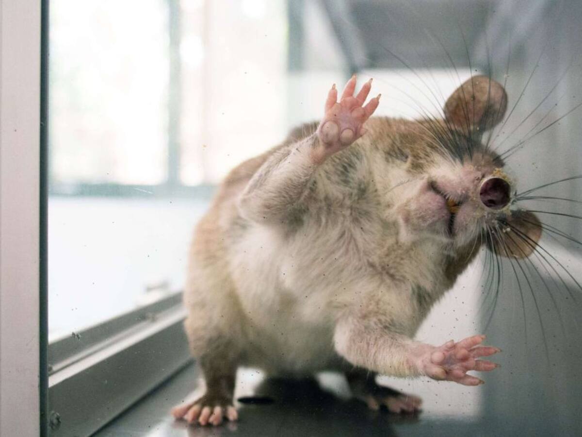 COMENTARIO CASTAÑEDA 6 SEPTIEMBRE