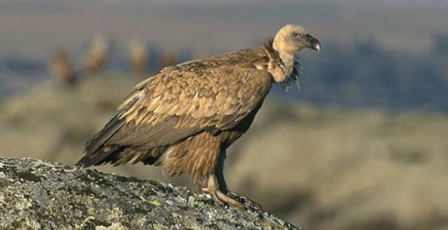 El buitre leonado se estabiliza en la Comunitat Valenciana