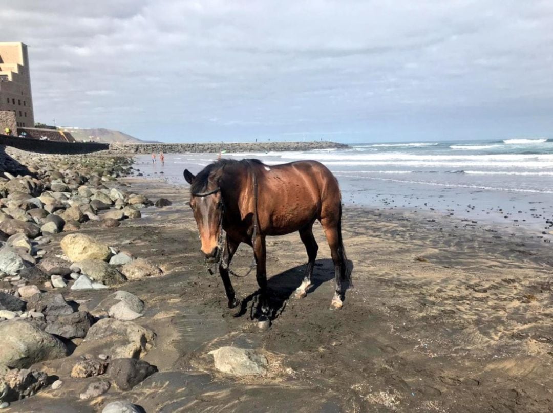 Un caballo de paseo por Las Canteras. 