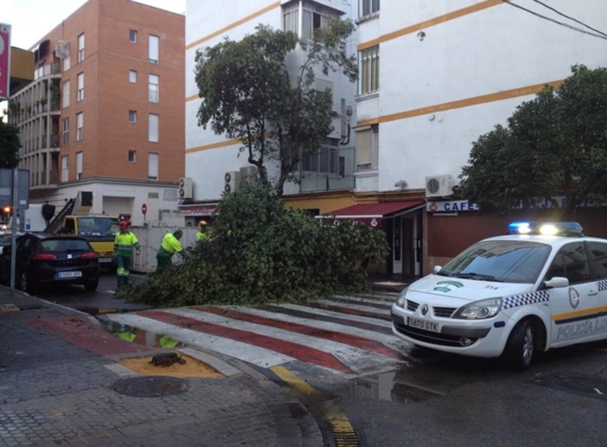 En el barrio del Plantinar una rama se ha desprendido de un árbol.