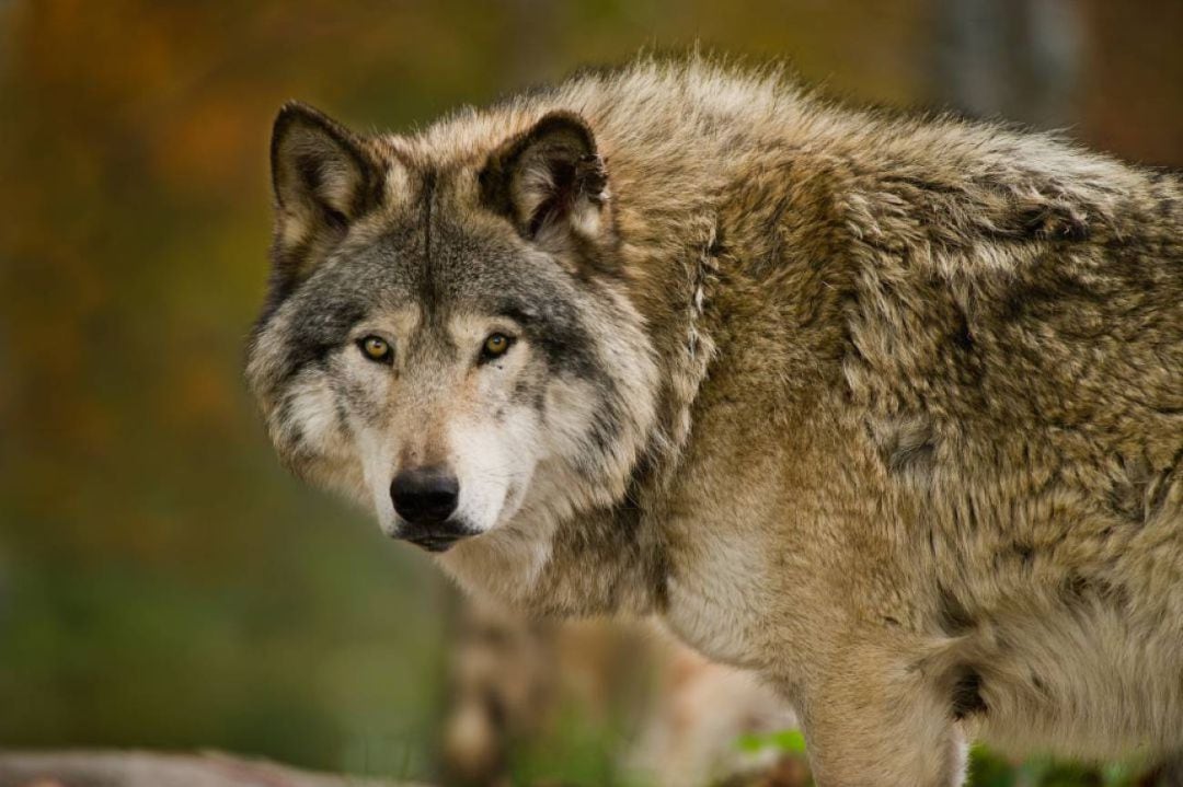 Imagen de un lobo