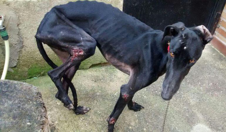 Imágen de la galga encontrada en un pueblo de Toledo.