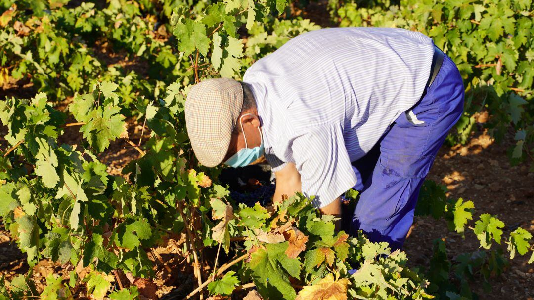 Vendimia con mascarilla en la DO La Mancha