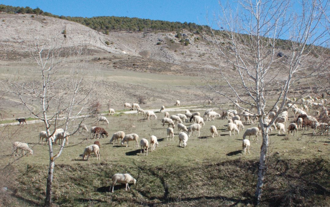 Ganado de ovejas en el entorno de Cuenca capital. 