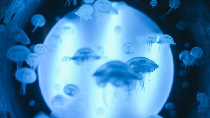 El Acuario de Gijón reabre al público este sábado con nuevas especies