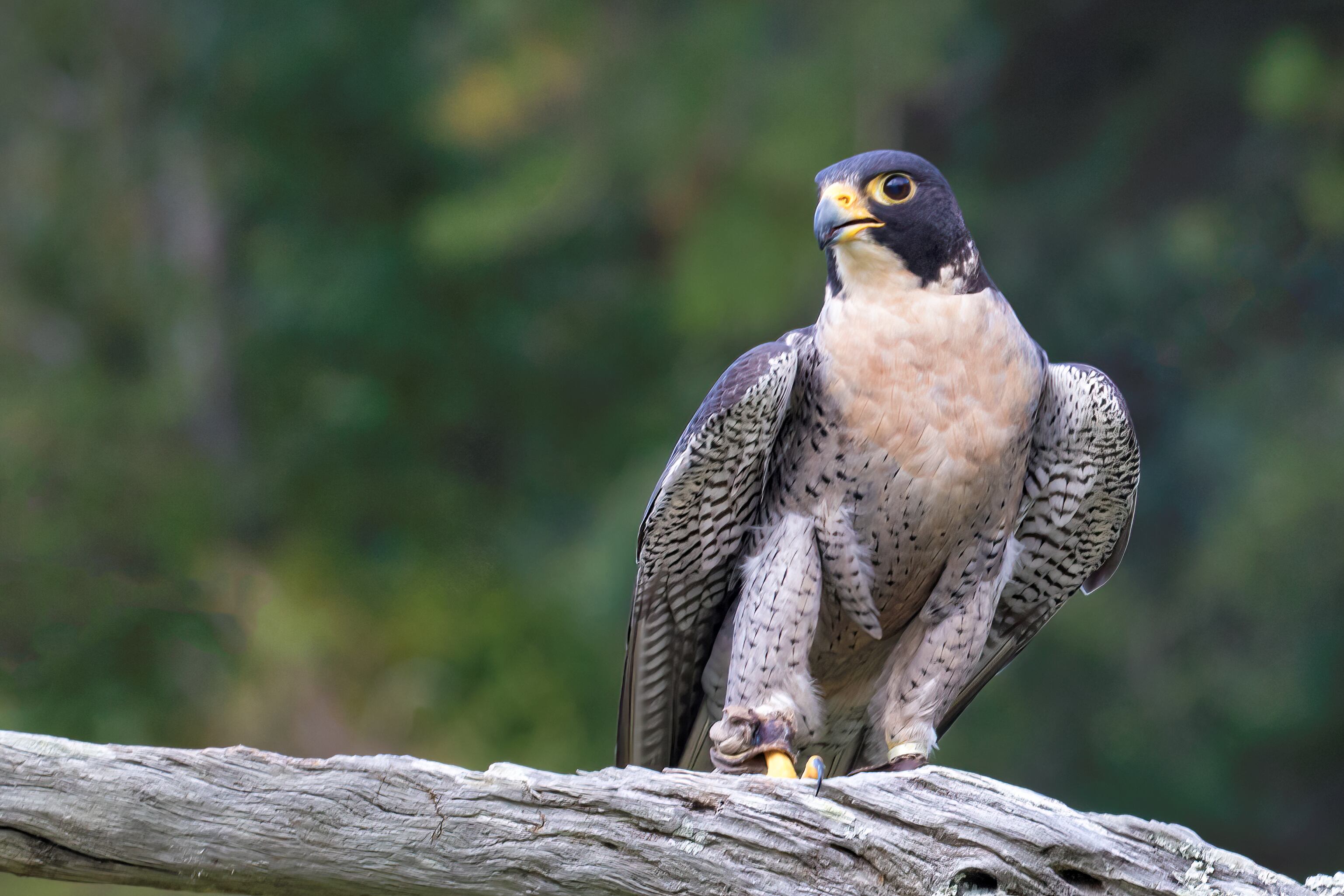 La ciudad de Burgos inicia el proyecto de reintroducción del halcón peregrino en el espacio urbano