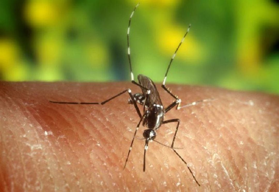 El virus del Nilo Occidental lo transmite el mosquito común del Bajo Guadalquivir 