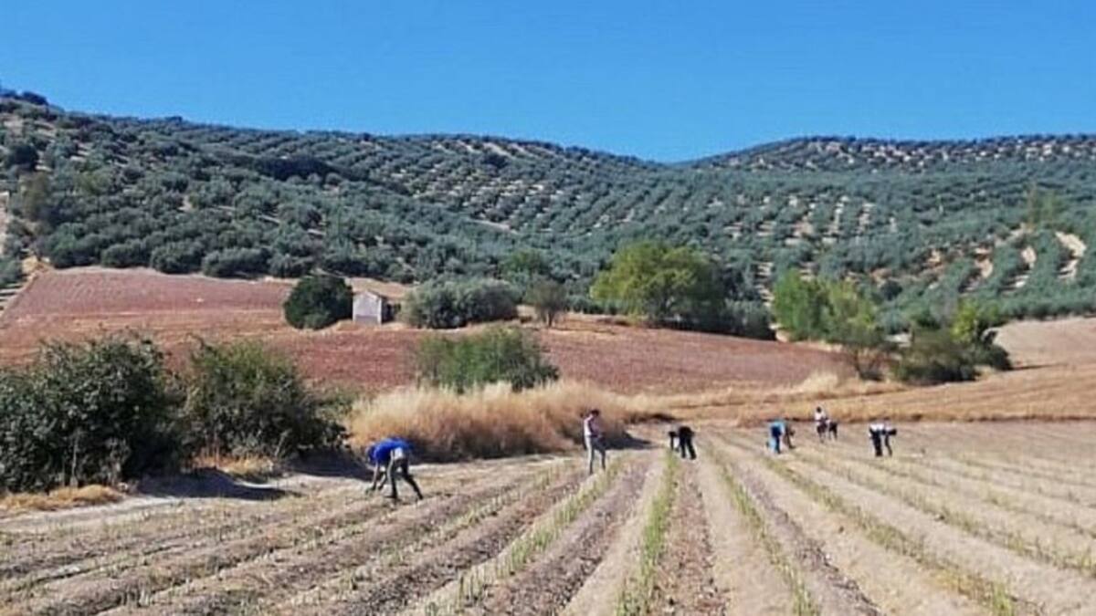 El cultivo el espárrago genera en Alcalá la Real 60 puestos de trabajo directos y 200 indirectos en un año