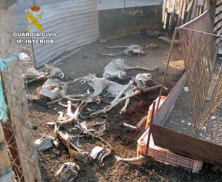 Cadáveres de ganado ovino encontrados en la granja