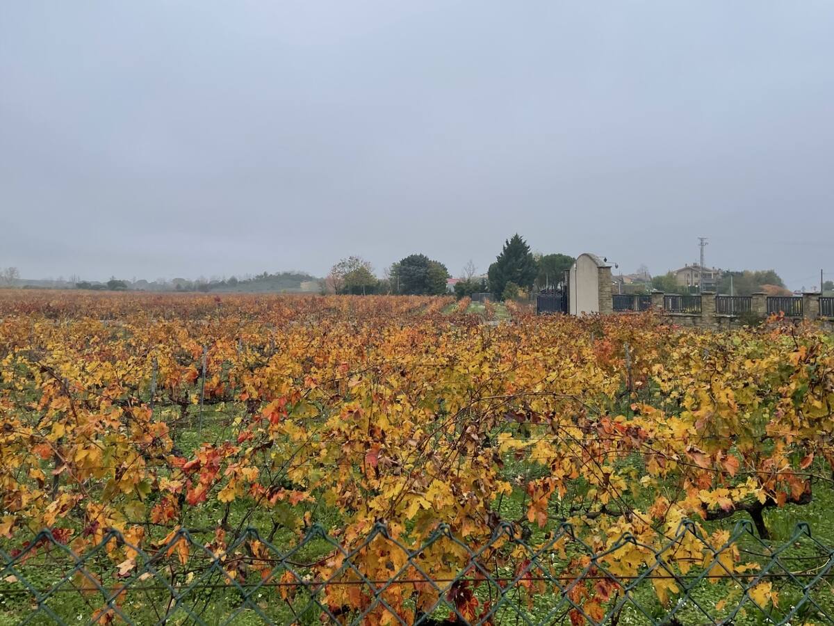 Más de 1.500 hectáreas siniestradas en La Rioja por el pedrisco, principalmente viñedo y frutales