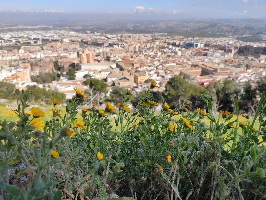 Los pólenes de flores, árboles y plantas campan a sus anchas en estos momentos primaverales por Jaén