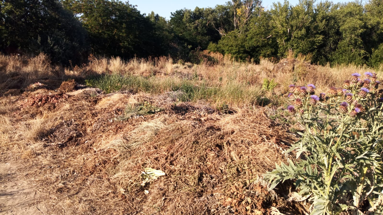 La suciedad y el abandono se extienden por los huertos urbanos de Palencia