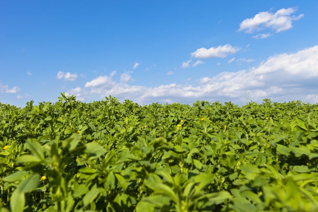 La alfalfa en las Cinco Villas, muy demandada en Asia
